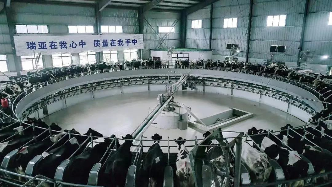 花花牛丨國(guó)家奶牛產(chǎn)業(yè)技術(shù)體系首席科學(xué)家、中國(guó)農(nóng)業(yè)大學(xué)教授李勝利一行蒞臨花花牛魯山瑞亞參觀調(diào)研