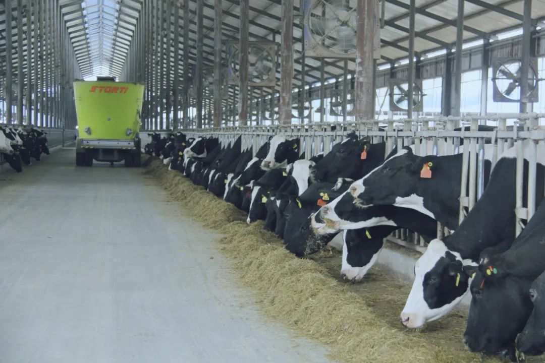 花花牛丨駐馬店市遂平縣政協(xié)黨組書(shū)記、主席張衛(wèi)東一行蒞臨花花牛魯山瑞亞牧場(chǎng)參觀