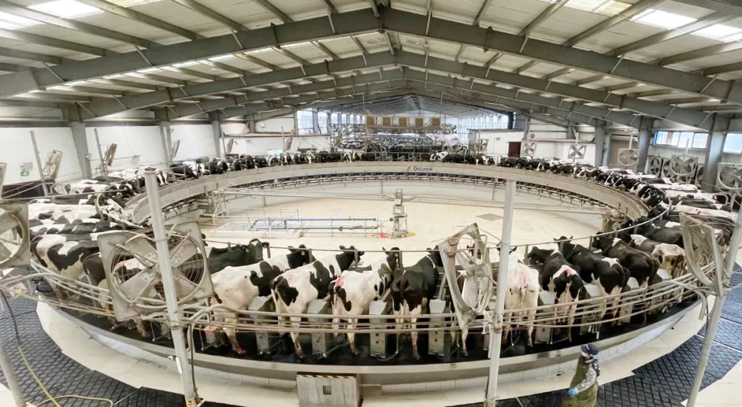 凝心聚力·贏創(chuàng)未來 | 花花牛乳業(yè)集團召開營銷、養(yǎng)殖及飼料經(jīng)營工作會議