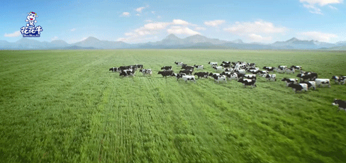 榮譽(yù) | “百家牛場(chǎng)青貯質(zhì)量評(píng)鑒活動(dòng)”花花牛新蔡瑞亞牧業(yè)、河南合源乳業(yè)分別榮獲一、三等獎(jiǎng)