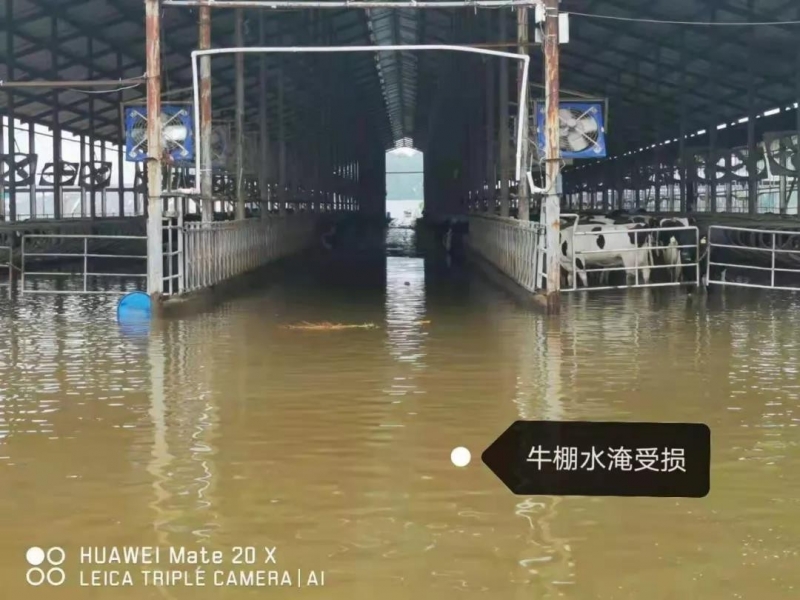 【乳報·聚焦】“豫”難而上的中原牛人“太中了”！