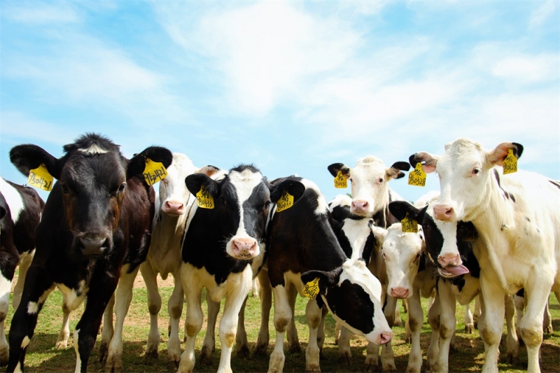 養(yǎng)殖事業(yè)部兩個(gè)牧場(chǎng)獲農(nóng)業(yè)部標(biāo)準(zhǔn)化示范場(chǎng)稱號(hào)